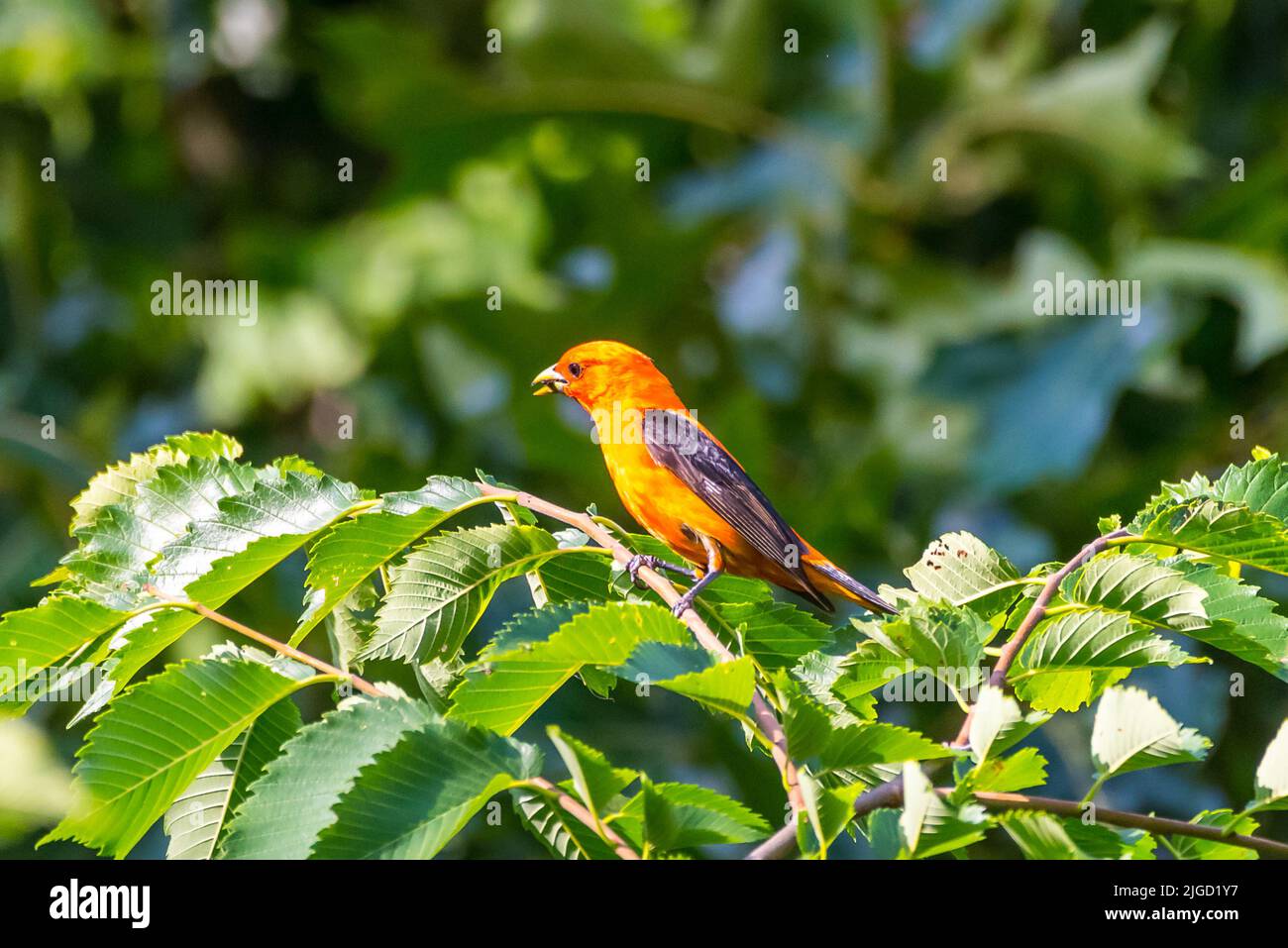 Orangevariant Scarlet Tanager in Massachusetts backyard Stock Photo