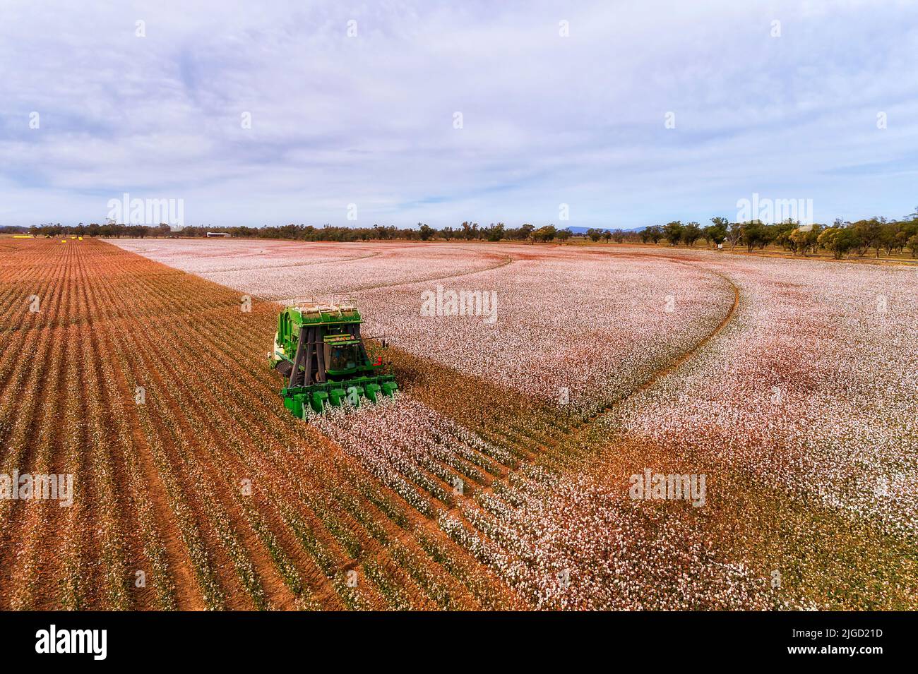 Cotton harvesting combine tractor on brown soil farm field in Australia