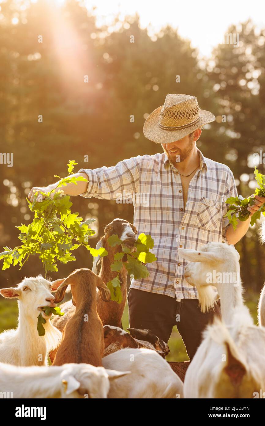 Male farmer feeding goats with fresh green grass on ecological pasture on a meadow. Livestock farming for the industrial production of goat milk dairy Stock Photo
