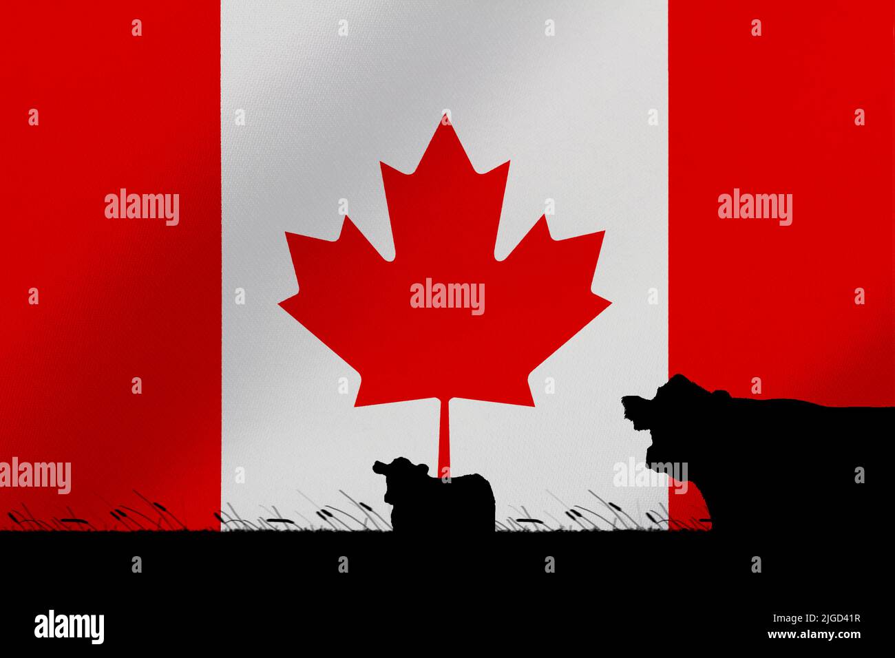 Consumption and production of cattle in countries with the flag of  Canada. Stock Photo