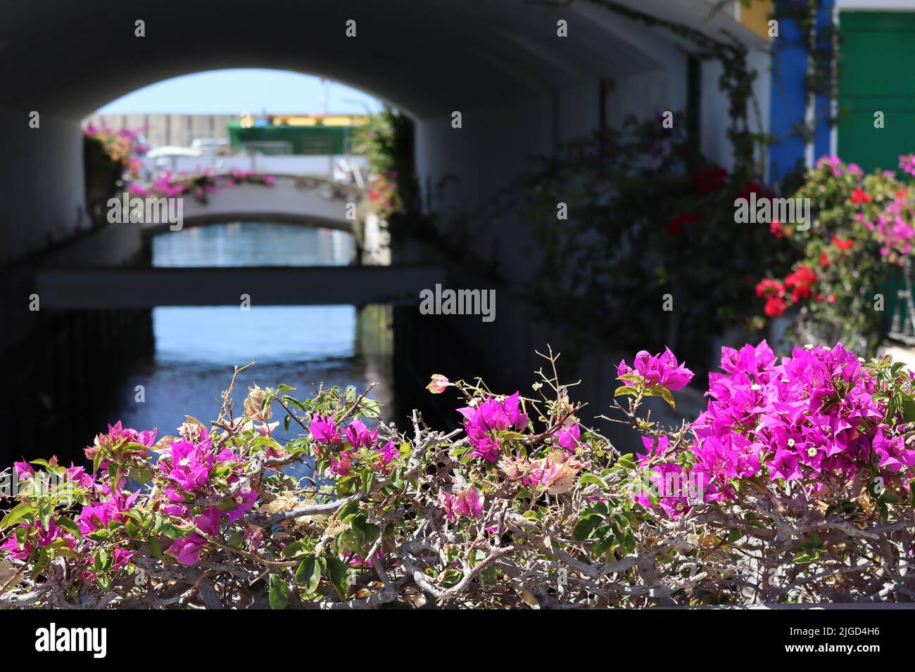 Vivid magenta bougainvillea flowers growing on a bridge parapet over a channel of water from the marina, Playa de Mogan, Gran Canaria. Stock Photo