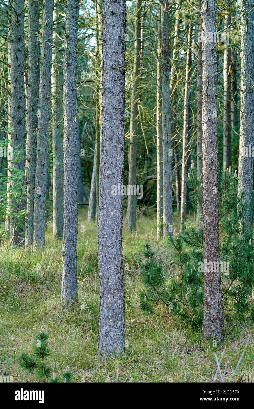 Trunks of pine trees in remote empty forest in the mountain in nature. Secluded woodland filled with big trees for adventure and backpacking on Stock Photo