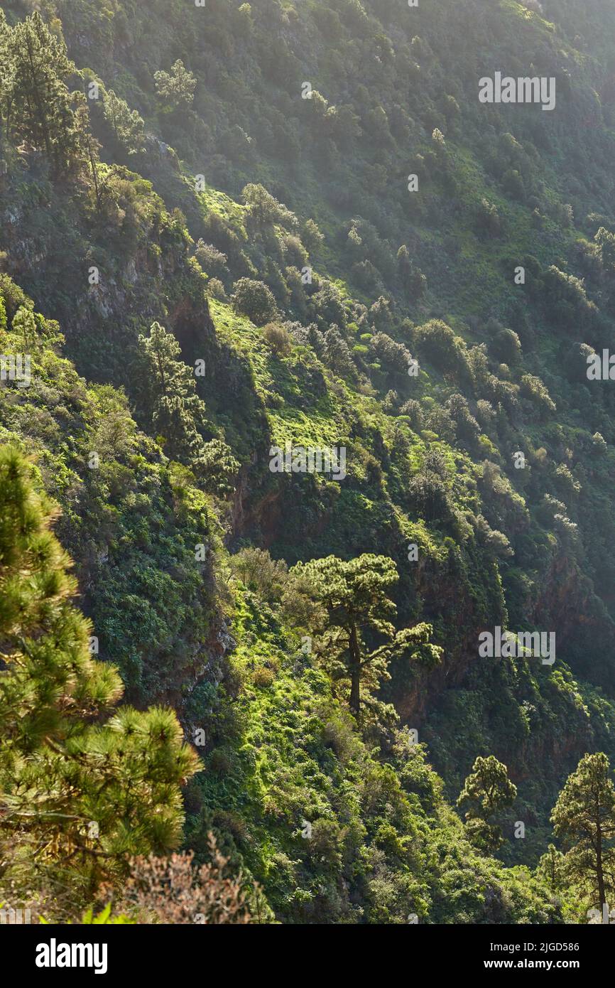 Landscape of pine trees in the mountains of La Palma, Canary Islands, Spain. Forestry with view of hills covered in green vegetation and shrubs in Stock Photo