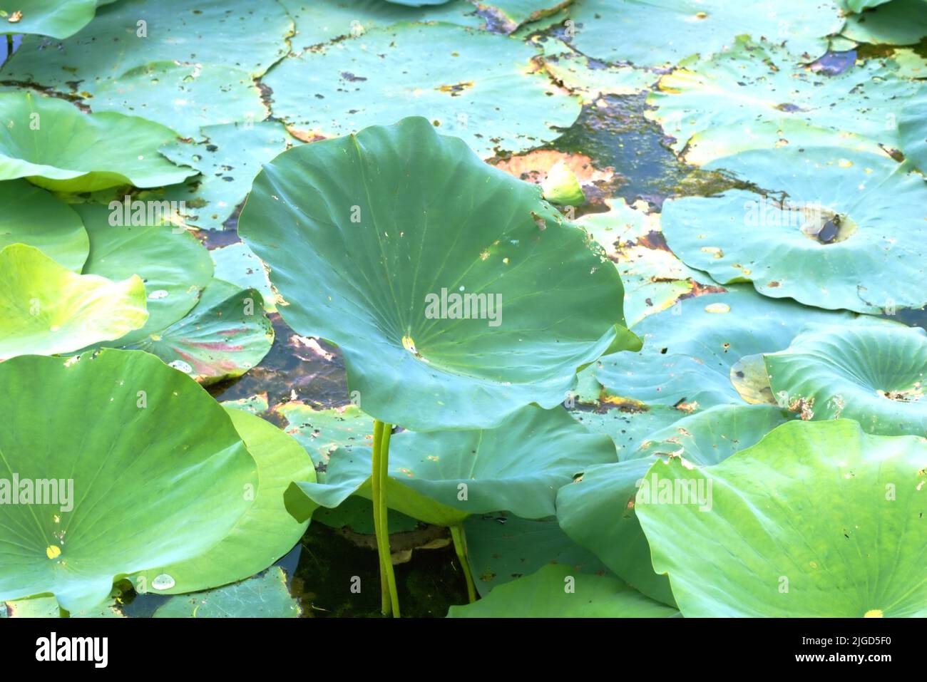 Bayou swamp lily pads hires stock photography and images Alamy