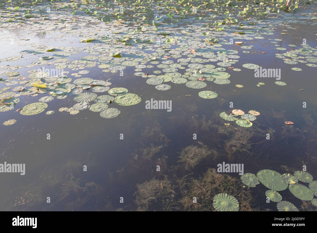 Black Bayou Lily pads  in bloom Stock Photo