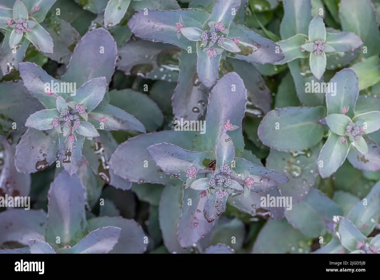 A closeup of green leaves of Autumn joy (Sedum maximum) plant Stock Photo