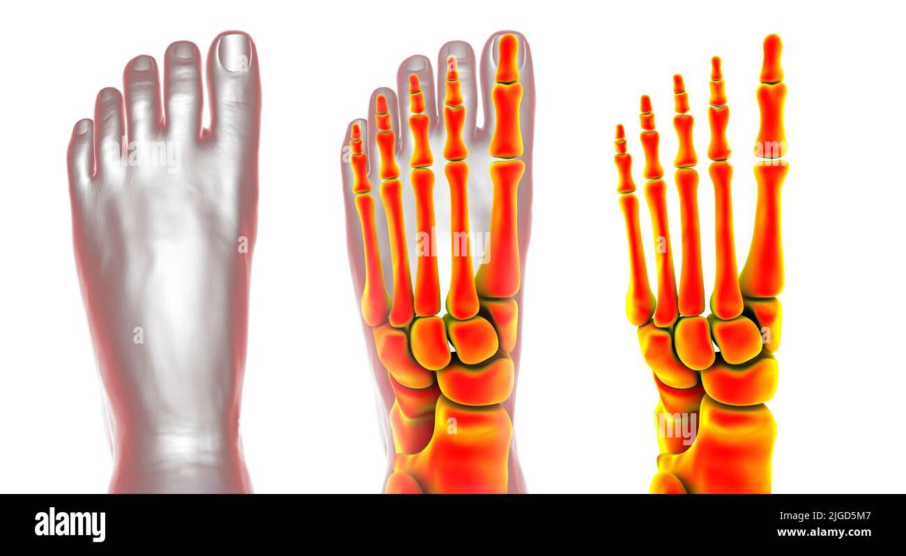 Human foot anatomy, illustration Stock Photo Alamy