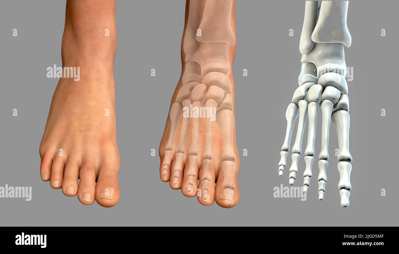 Bones of the foot, illustration Stock Photo