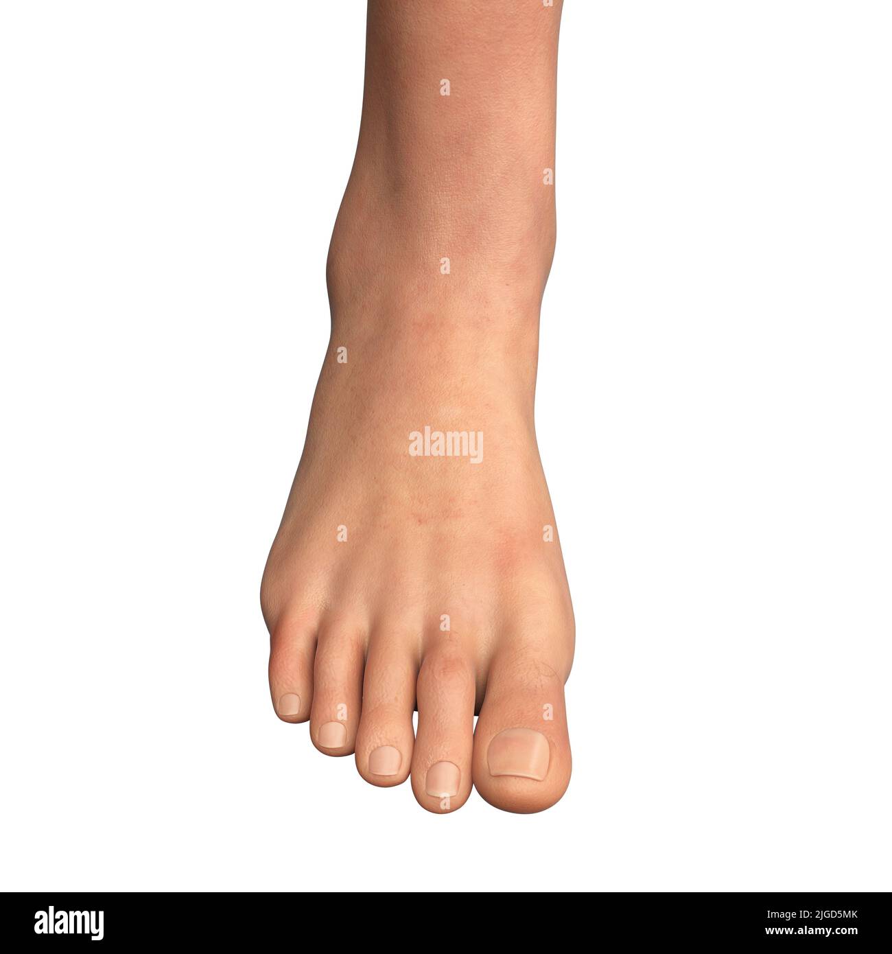 Woman's foot and ankle, illustration Stock Photo