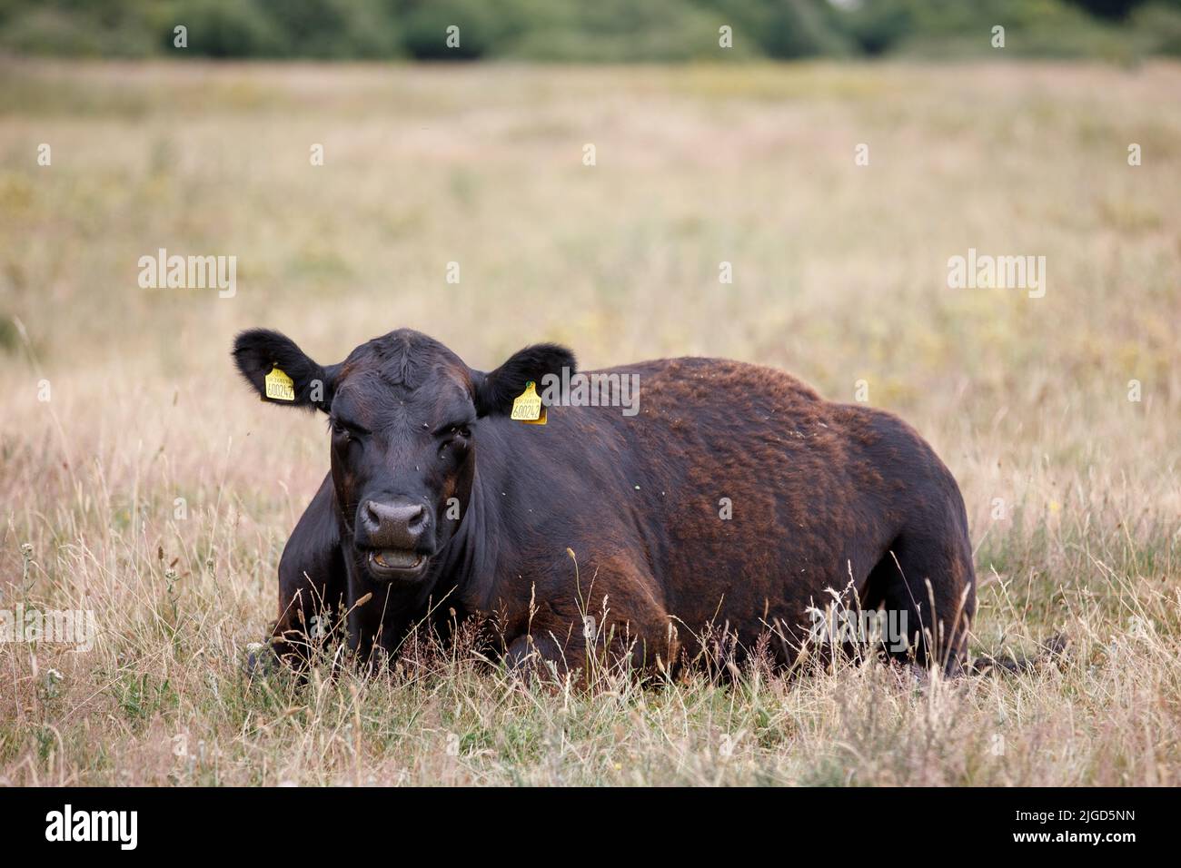 A brown bull sitting in a field of dry summer grass chewing and staring at the viewer. Summer, sunny, day. Stock Photo