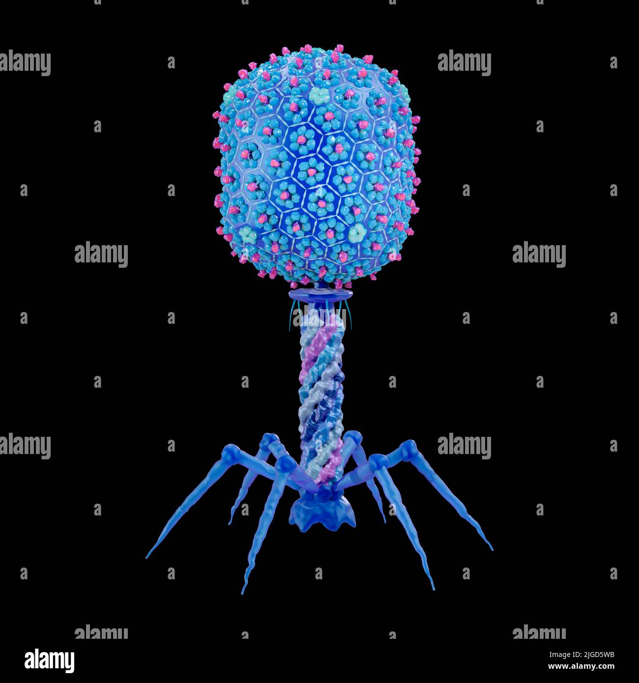T4 bacteriophage, illustration Stock Photo