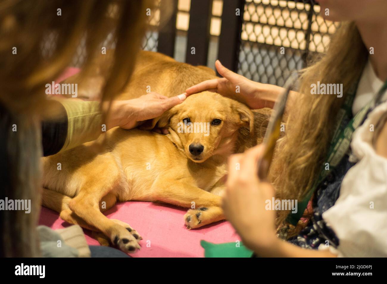 A brown puppy on a pink couch being held by women Stock Photo