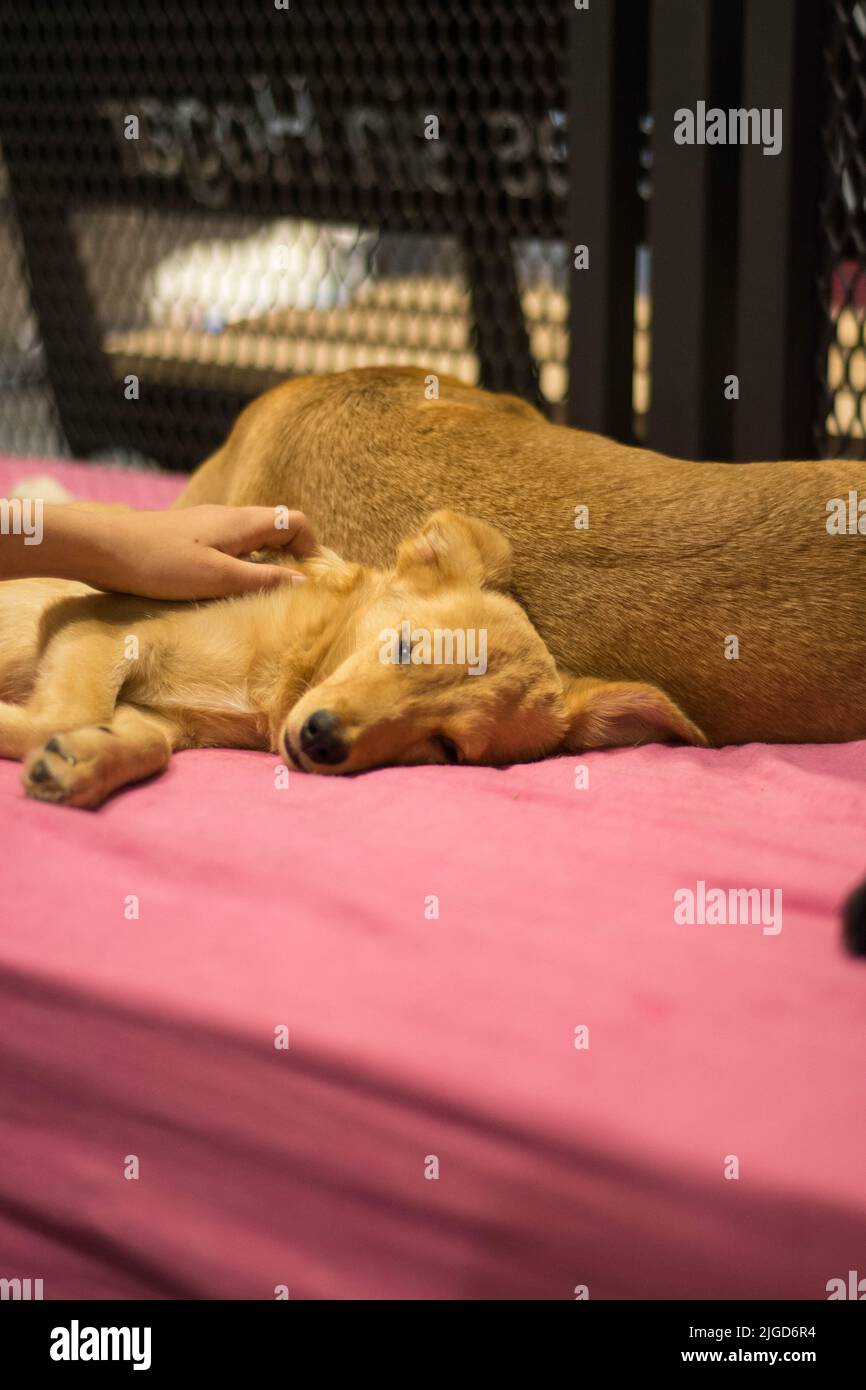 A brown puppy sleeping on a pink couch being held by its owner Stock Photo