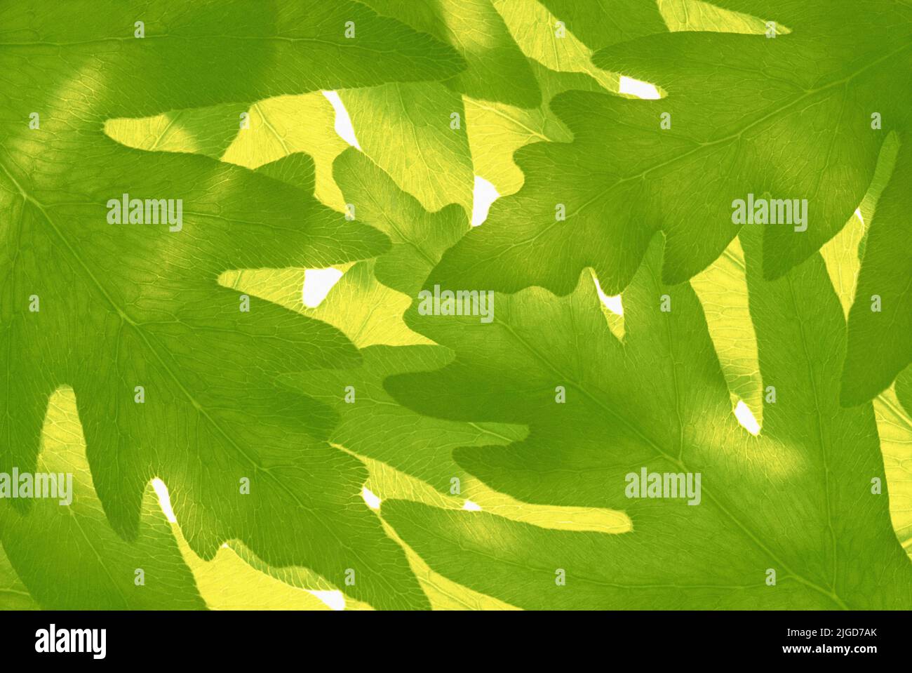 Sensitive Fern leaves (Onoclea sensibilis) Stock Photo
