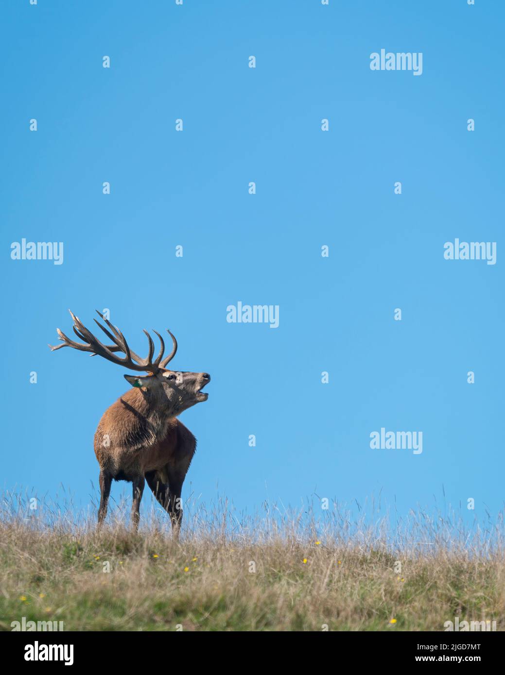 Red deer stag calling at the mating time on a hill top in autumn. Vertical format. Stock Photo
