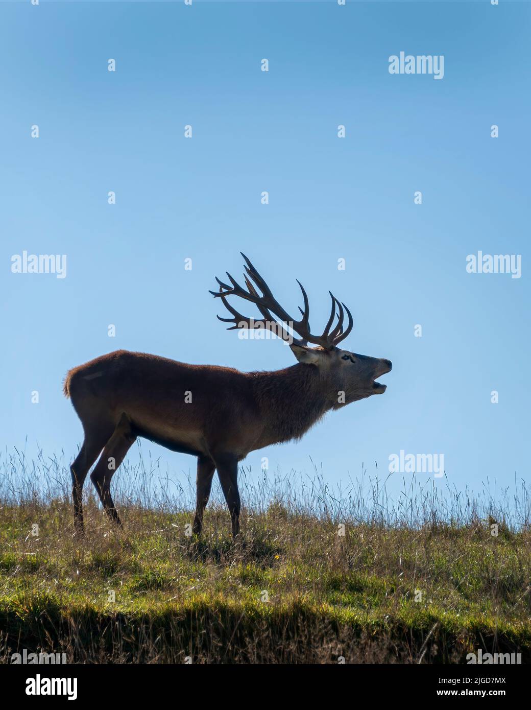 Red deer stag calling at the mating time on a hill top in autumn. Vertical format. Stock Photo