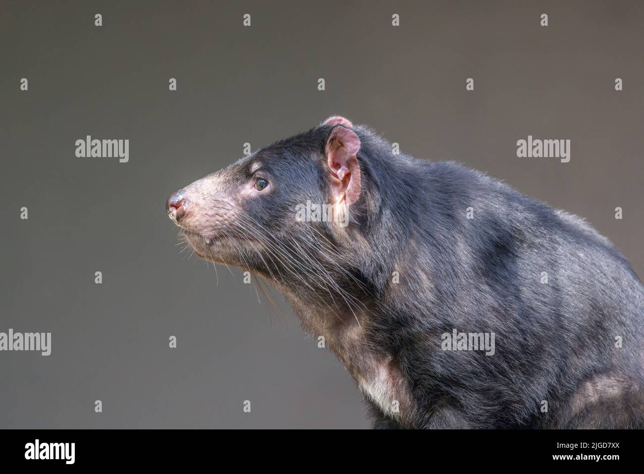 Close-up profile portrait of a Tasmanian Devil (Sarcophilus harrisii). They are the world’s largest carnivorous marsupials. Stock Photo