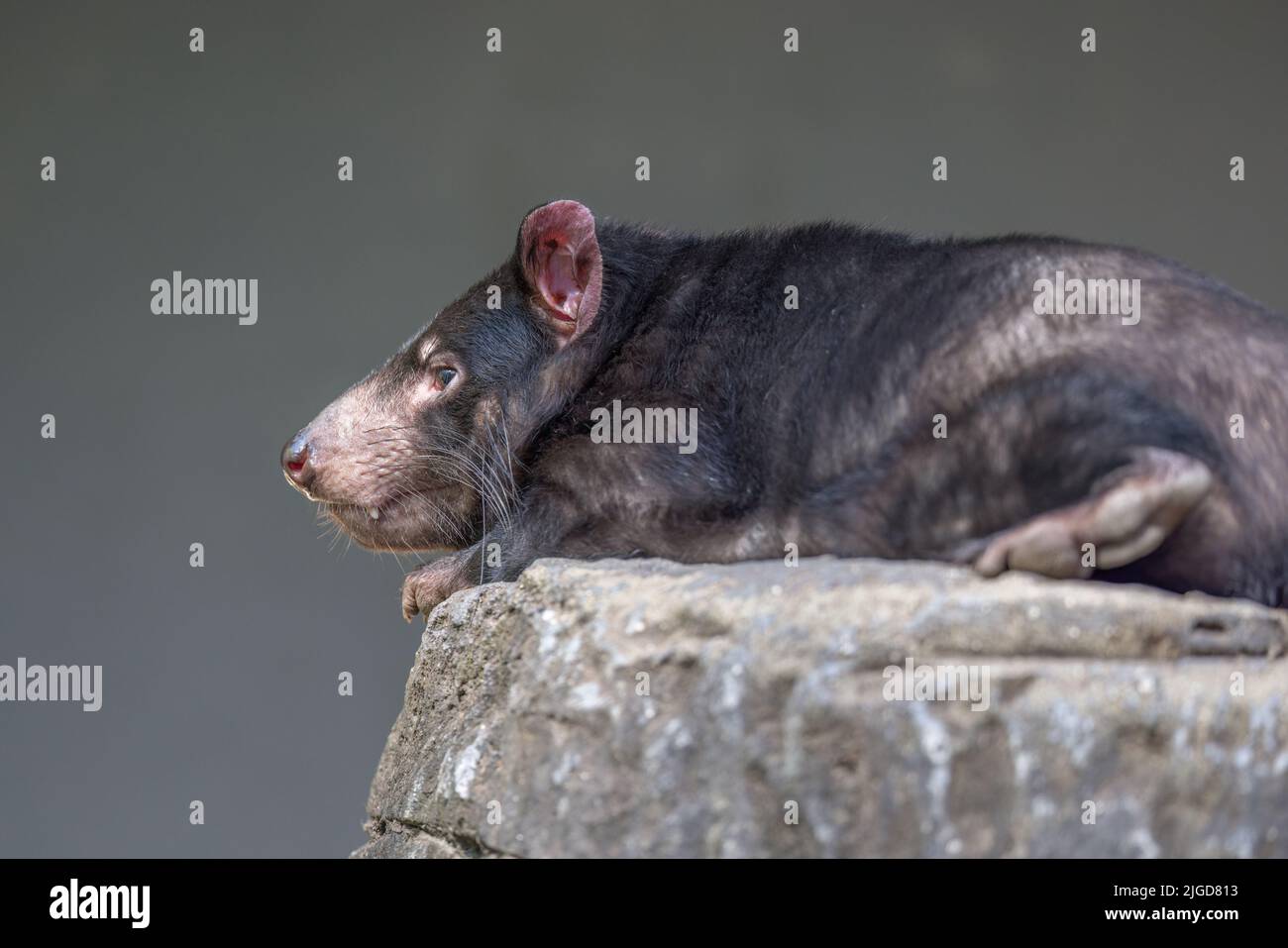 Tasmanian Devil (Sarcophilus harrisii) resting on top of a rock. They are the world’s largest carnivorous marsupials. Stock Photo