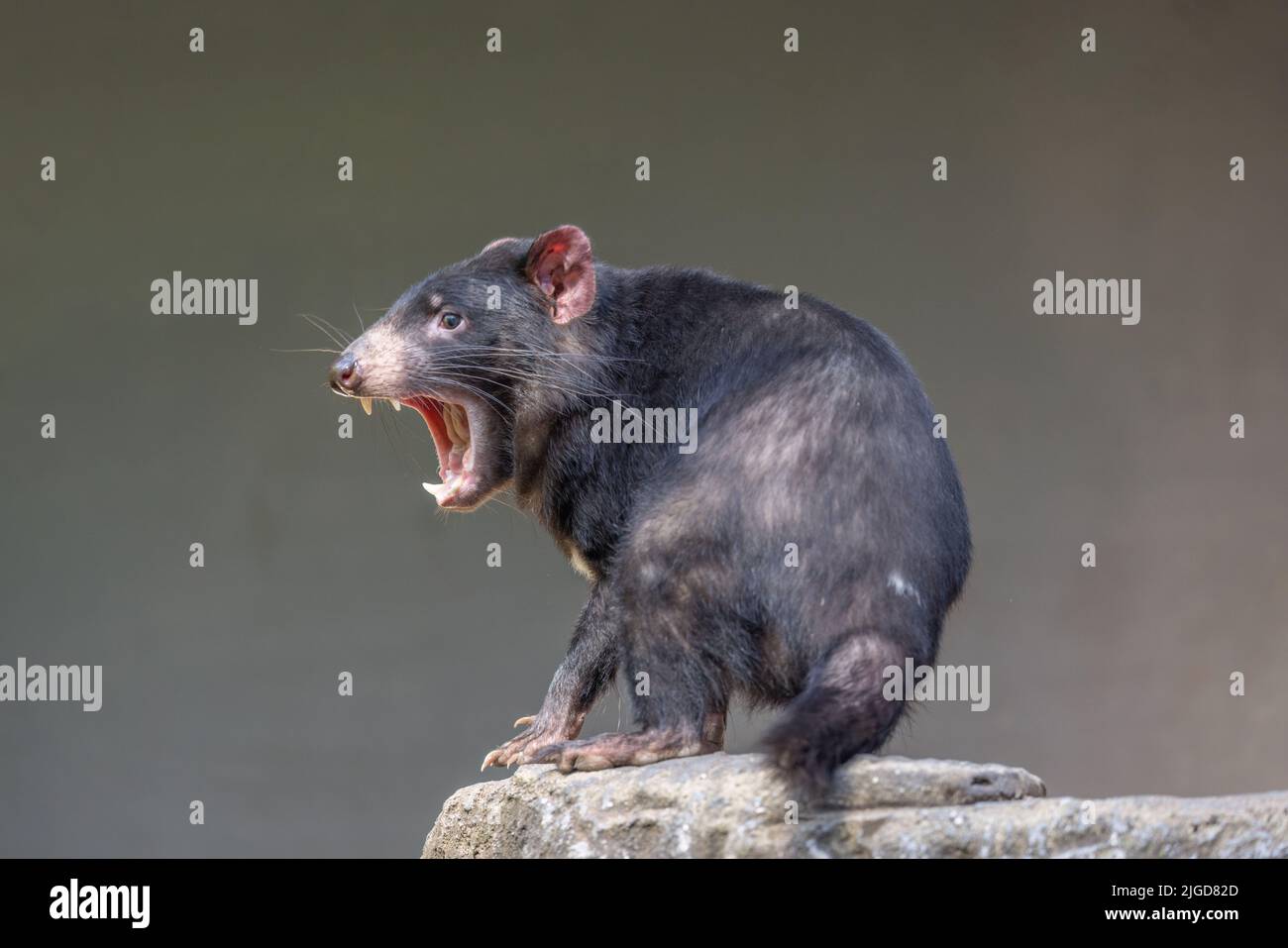 Tasmanian Devil (Sarcophilus harrisii) with mouth wide open, displaying teeth and tongue, in aggressive mood. Stock Photo
