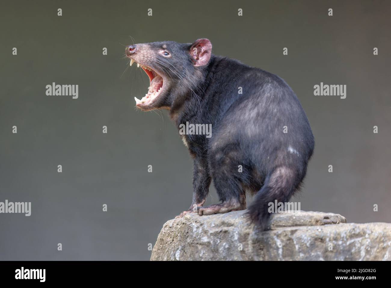 Tasmanian Devil (Sarcophilus harrisii), head lifted with mouth wide open, displaying teeth and tongue, in aggressive mood. Stock Photo