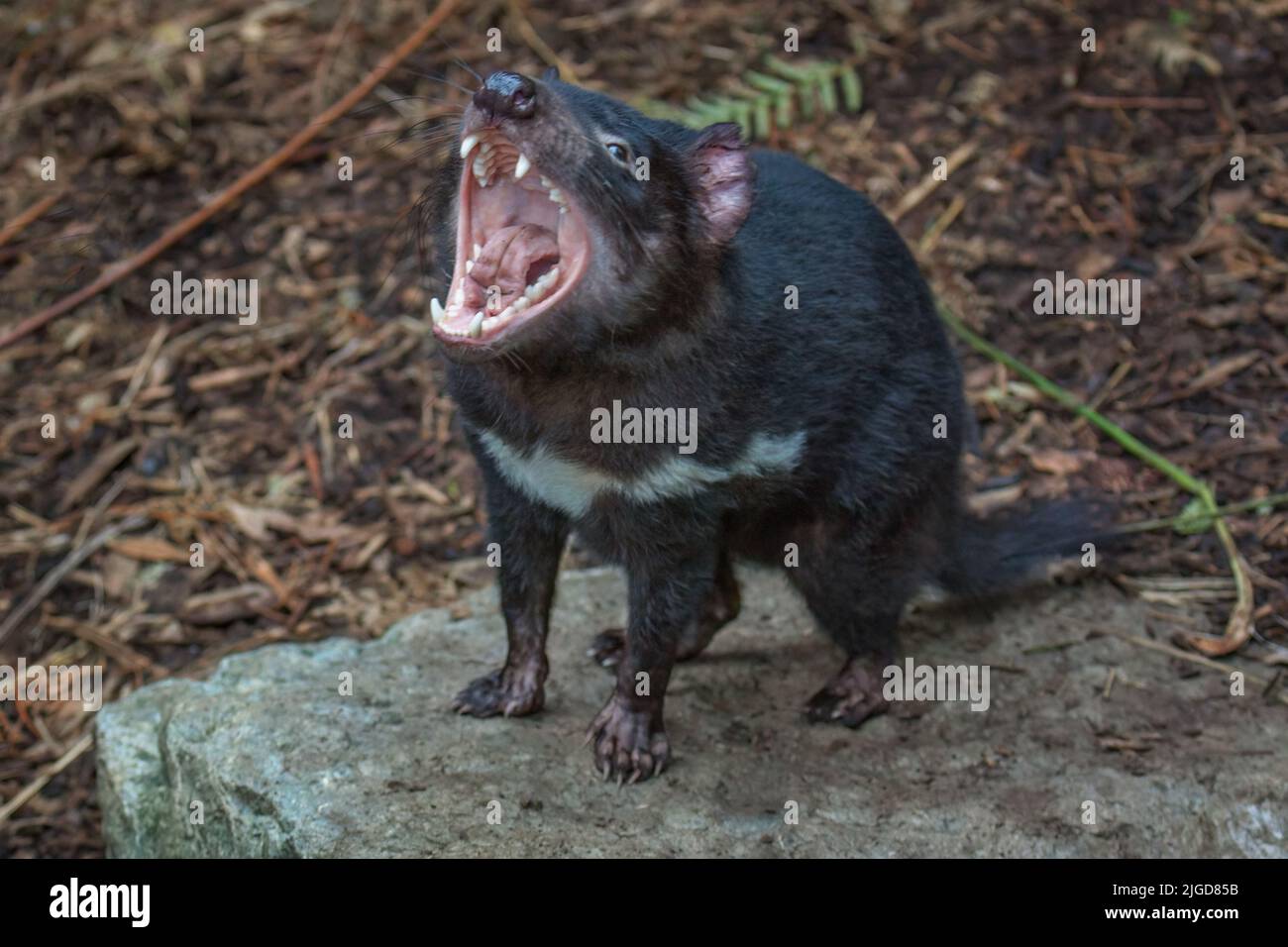 Tasmanian Devil (Sarcophilus harrisii) looking up with mouth wide open, displaying teeth and tongue, in aggressive mood. Stock Photo