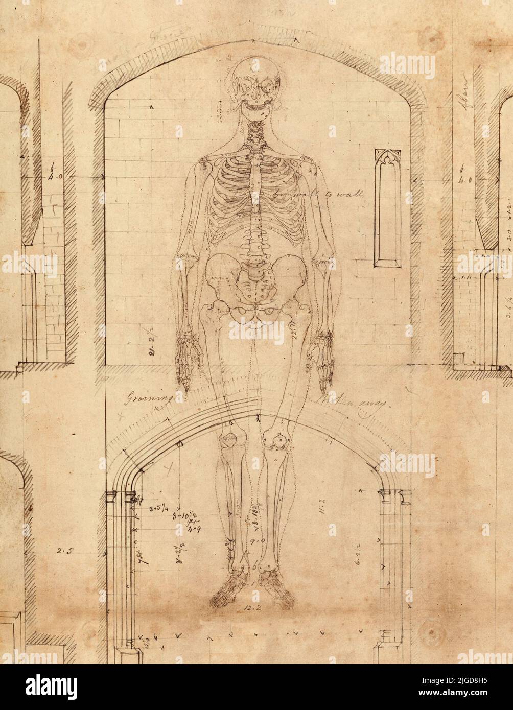 Classical anatomy and architectural sketches overlaid together creating a window to the body. Stock Photo