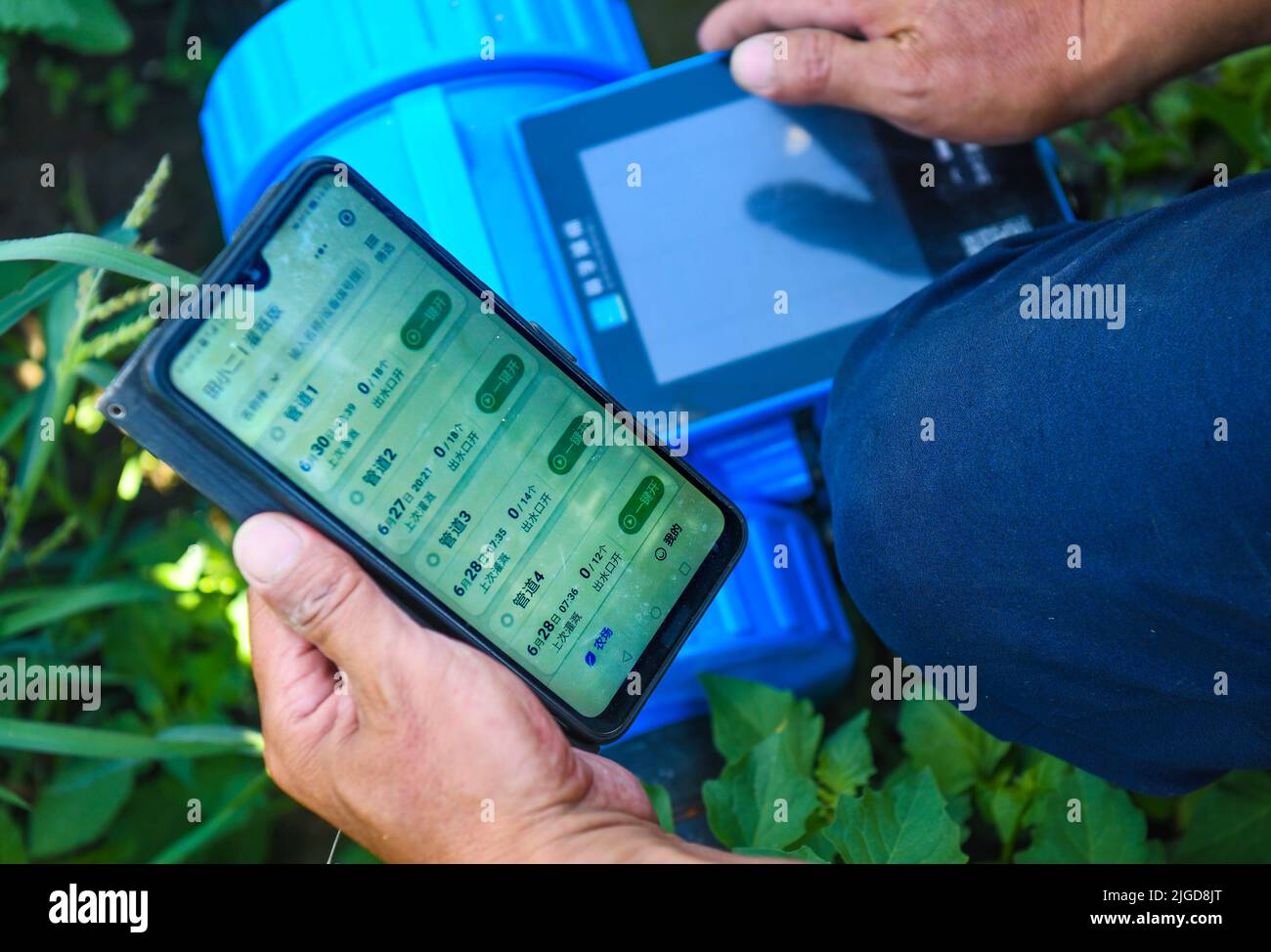 Urumqi, China's Xinjiang Uygur Autonomous Region. 30th June, 2022. A farmer remotely controls the drip irrigation facilities in a cotton field with his smartphone in Manas County, northwest China's Xinjiang Uygur Autonomous Region, June 30, 2022. Summer harvest in northwest China's Xinjiang Uygur Autonomous Region is now in full swing. Modern agricultural science, technology and machinery have been applied in the region to help local farmers increase yield and attain a bumper harvest. Credit: Wang Fei/Xinhua/Alamy Live News Stock Photo