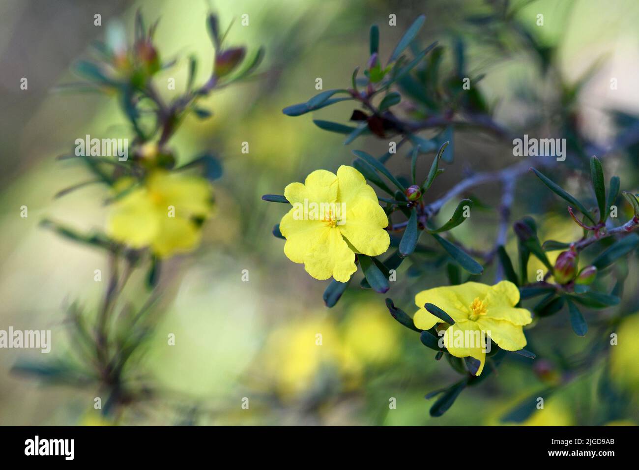 Yellow flowers of the Australian native Hibbertia monogyna, family Dilleniaceae, growing in Sydney woodland, New South Wales Stock Photo