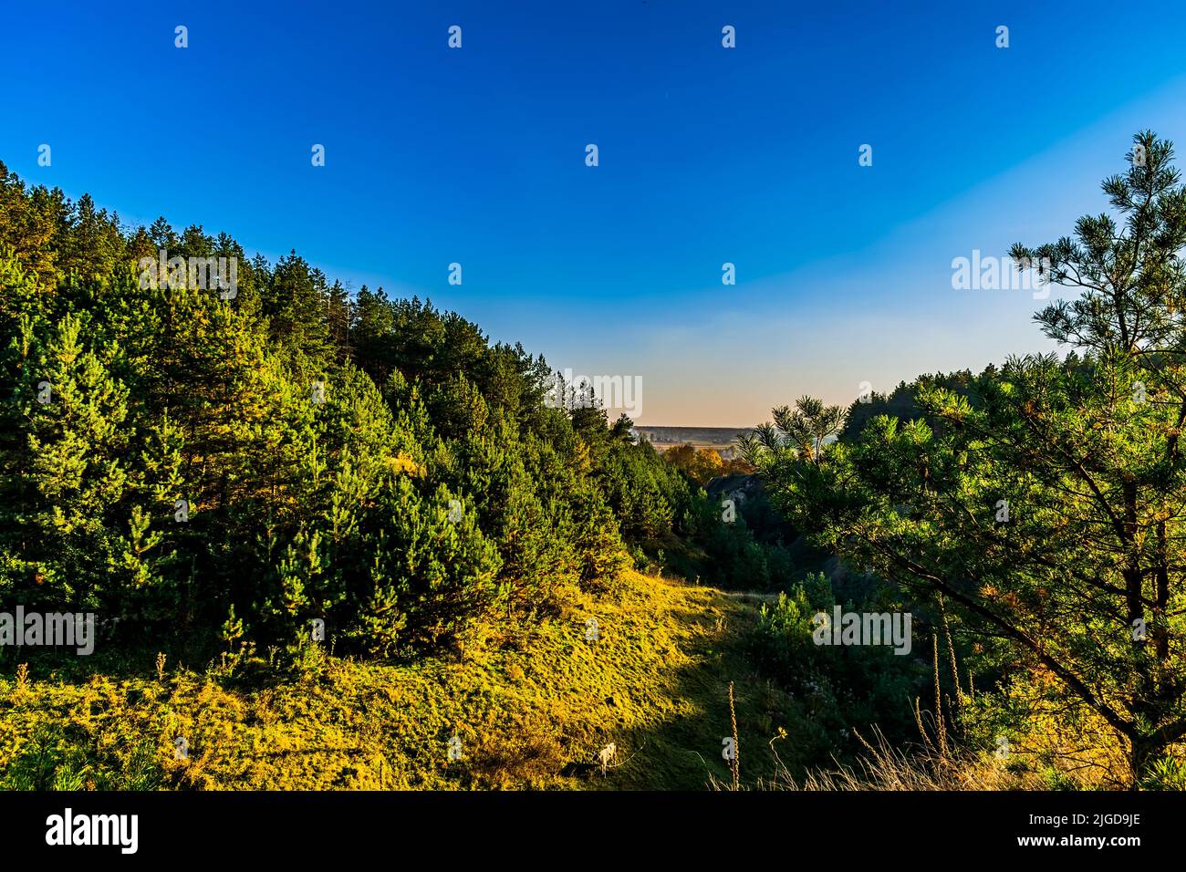 Pine trees planting and ravines in my homeland Stock Photo