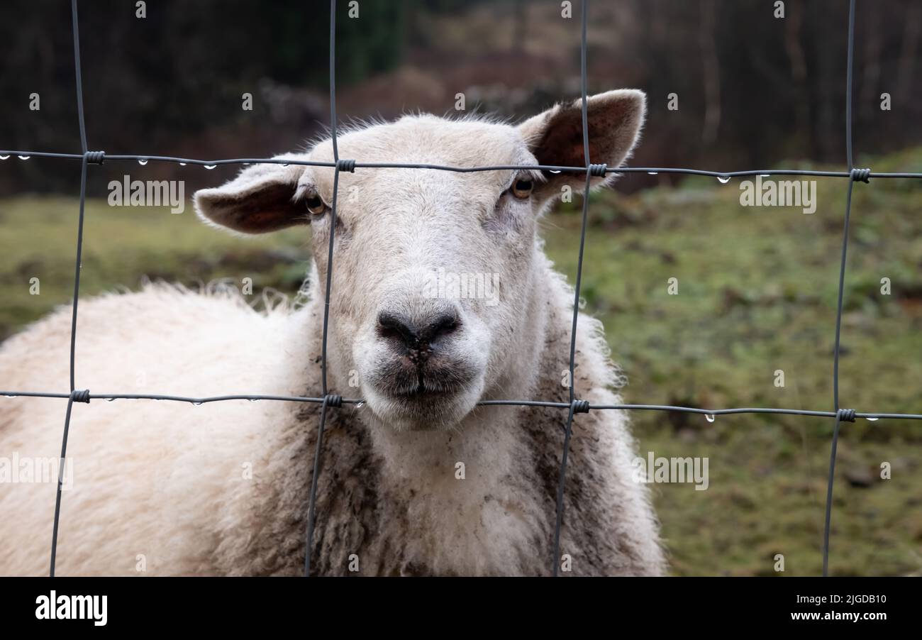 A close up of a Scottish female ewe sheep looking through a wire fence in winter Stock Photo