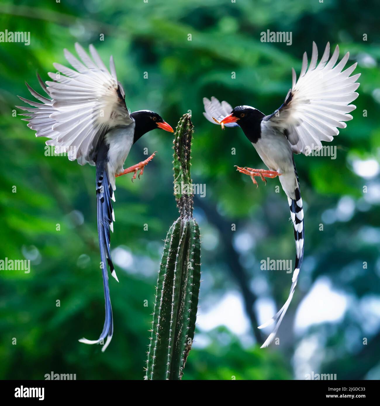 Colorful phoenixes hi-res stock photography and images - Alamy
