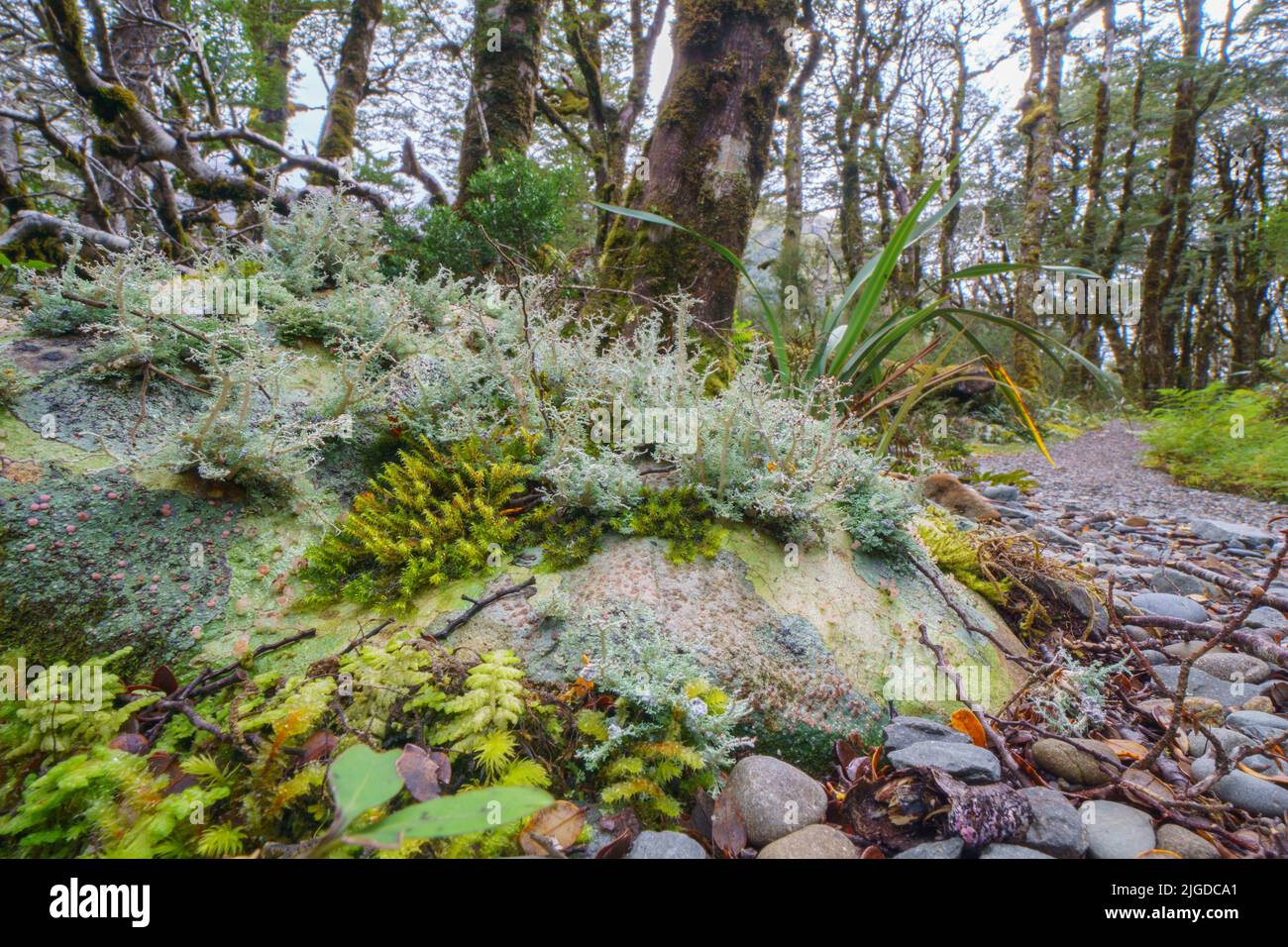 Amazing selection small plants and mosses in Micro-landscape on Southern Alps rainforest floor Stock Photo