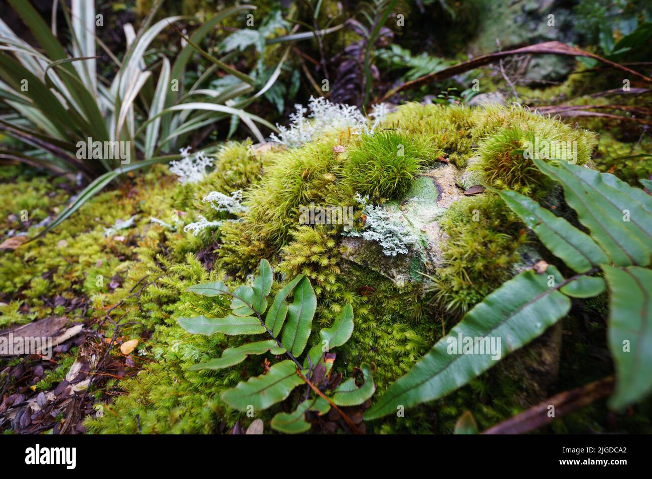 Amazing selection small plants, ferns and mosses in Micro-landscape on Southern Alps rainforest floor, Bealey bush walk. Stock Photo