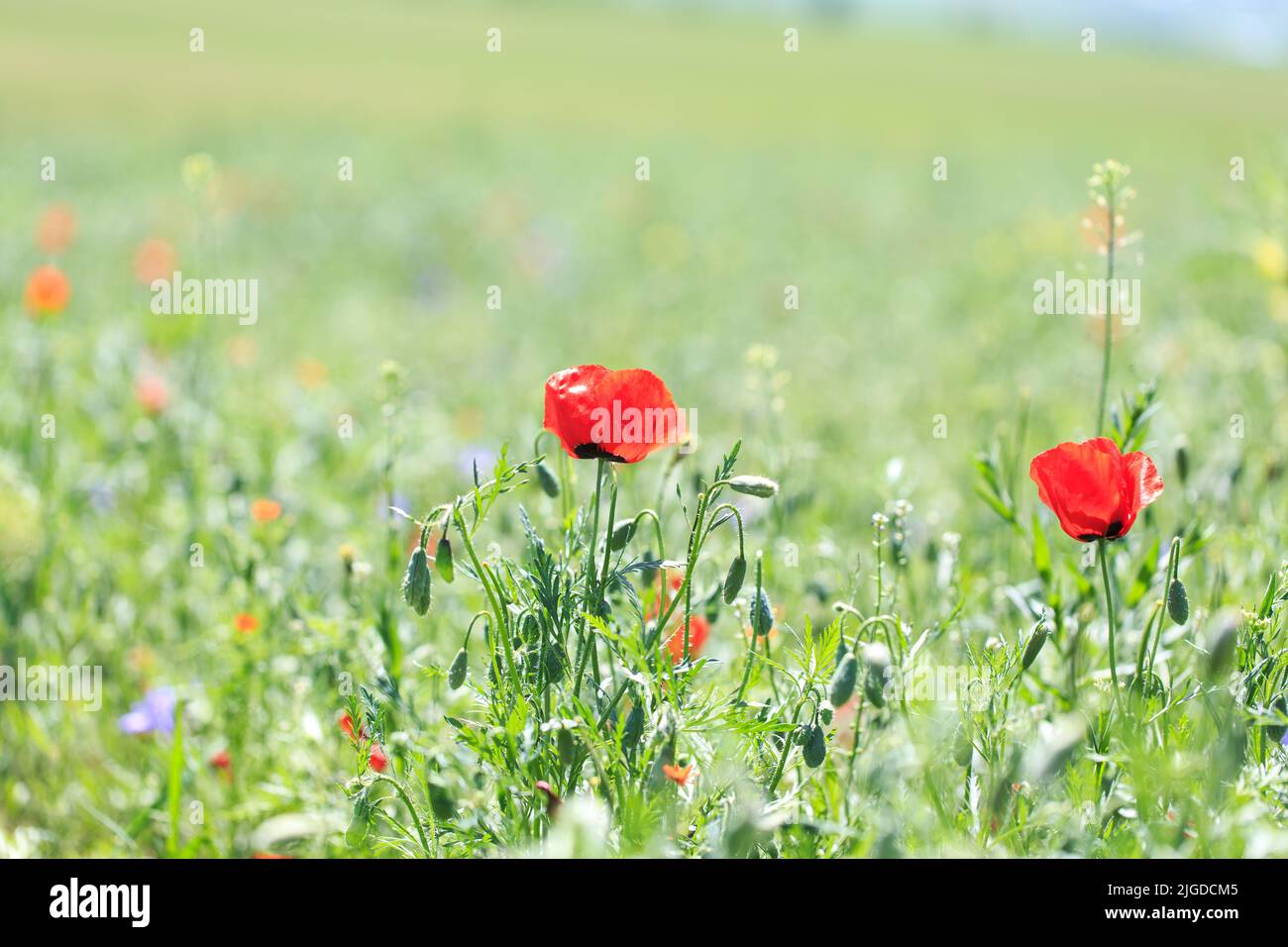 Poppies field. A beautiful field of blooming poppies Stock Photo - Alamy