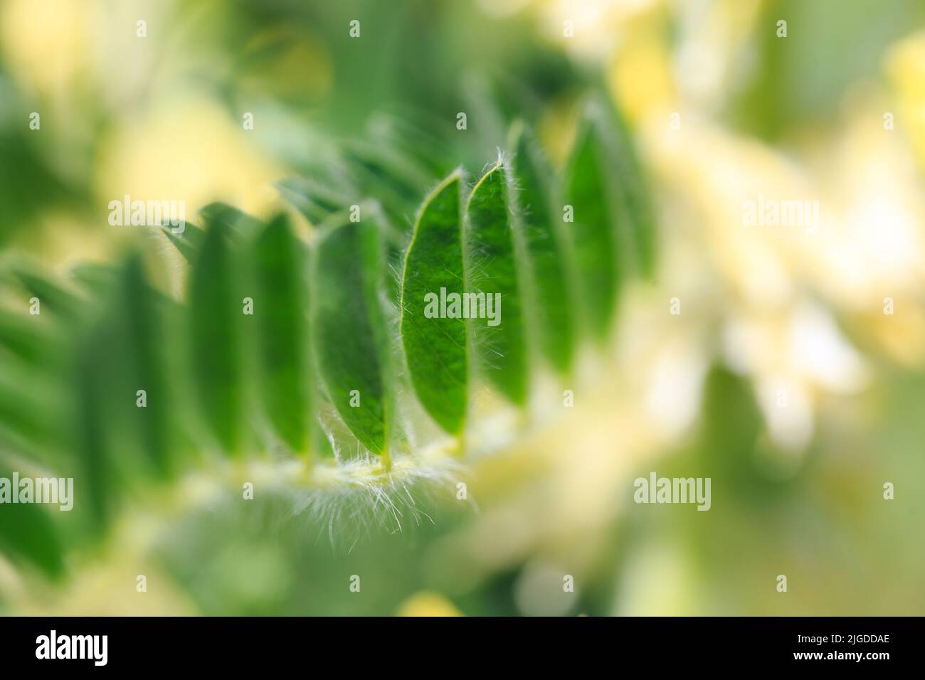 Astragalus close-up. Also called milk vetch, goat's-thorn or vine-like. Spring green background. Wild plant Stock Photo