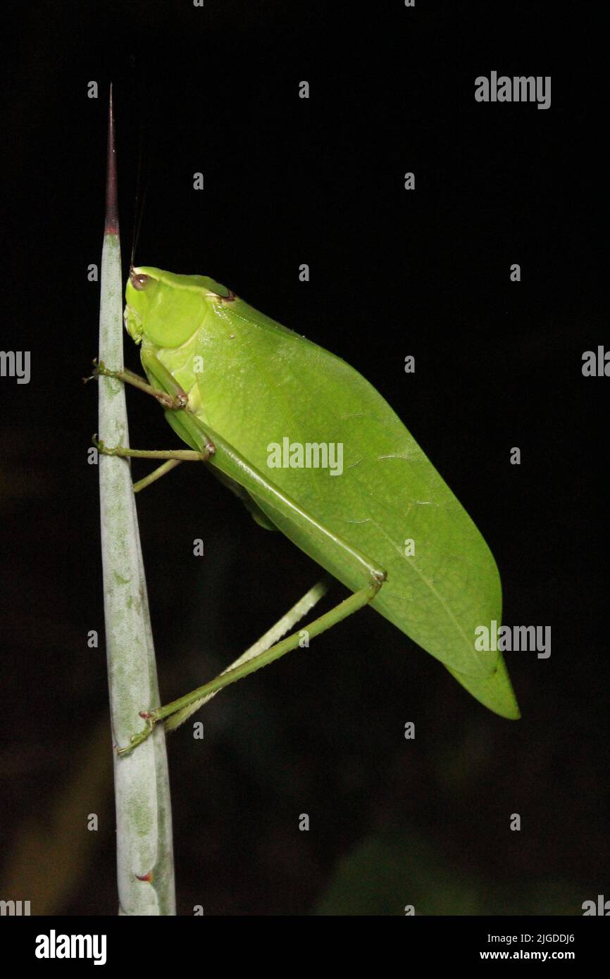 Katydid (family Tettigoniidae) mimicking a pea green leaf isolated on a natural dark background from the jungles of Belize, Central America Stock Photo