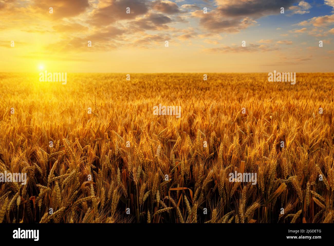 golden wheat field with dramatic cloudy sky at sunset Stock Photo