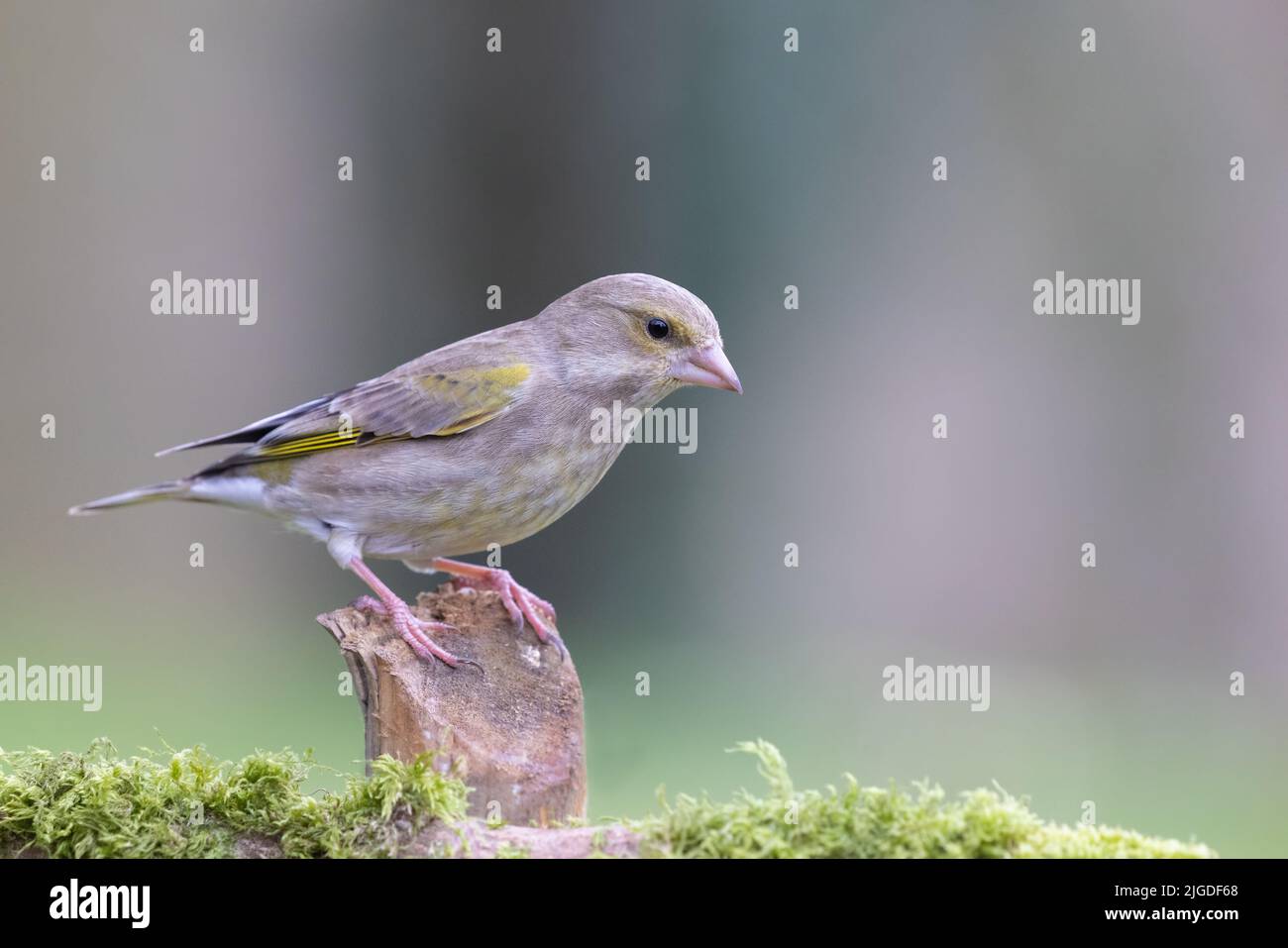Female Greenfinch [ Chloris chloris ] on post with out of focus background Stock Photo