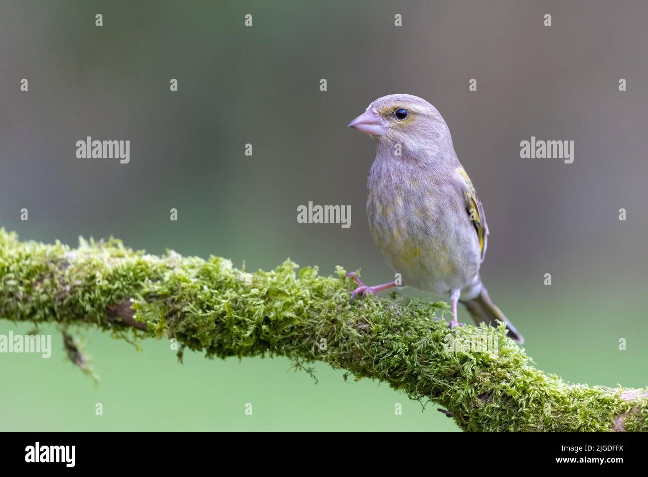 Female Greenfinch [ Chloris chloris ] on mossy branch with out of focus background Stock Photo