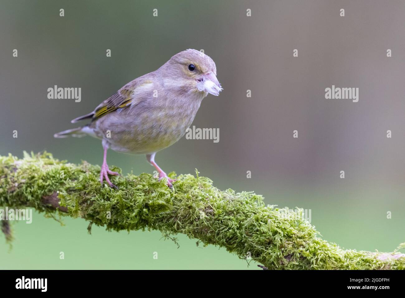 Female Greenfinch [ Chloris chloris ] on mossy branch with white feather in its beak and out of focus background Stock Photo