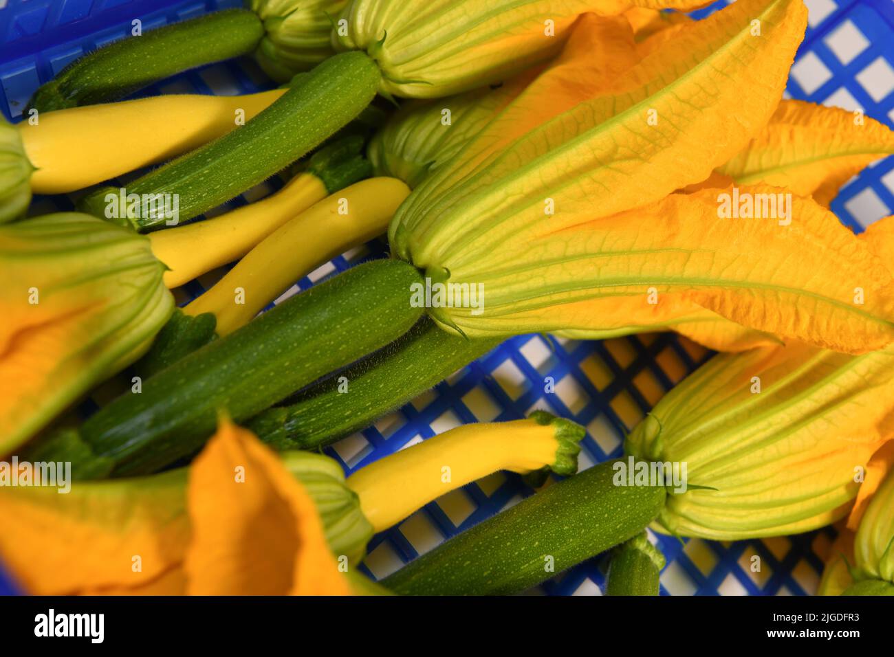 Harvesting fresh courgette and its flower in a blue bin Stock Photo Alamy