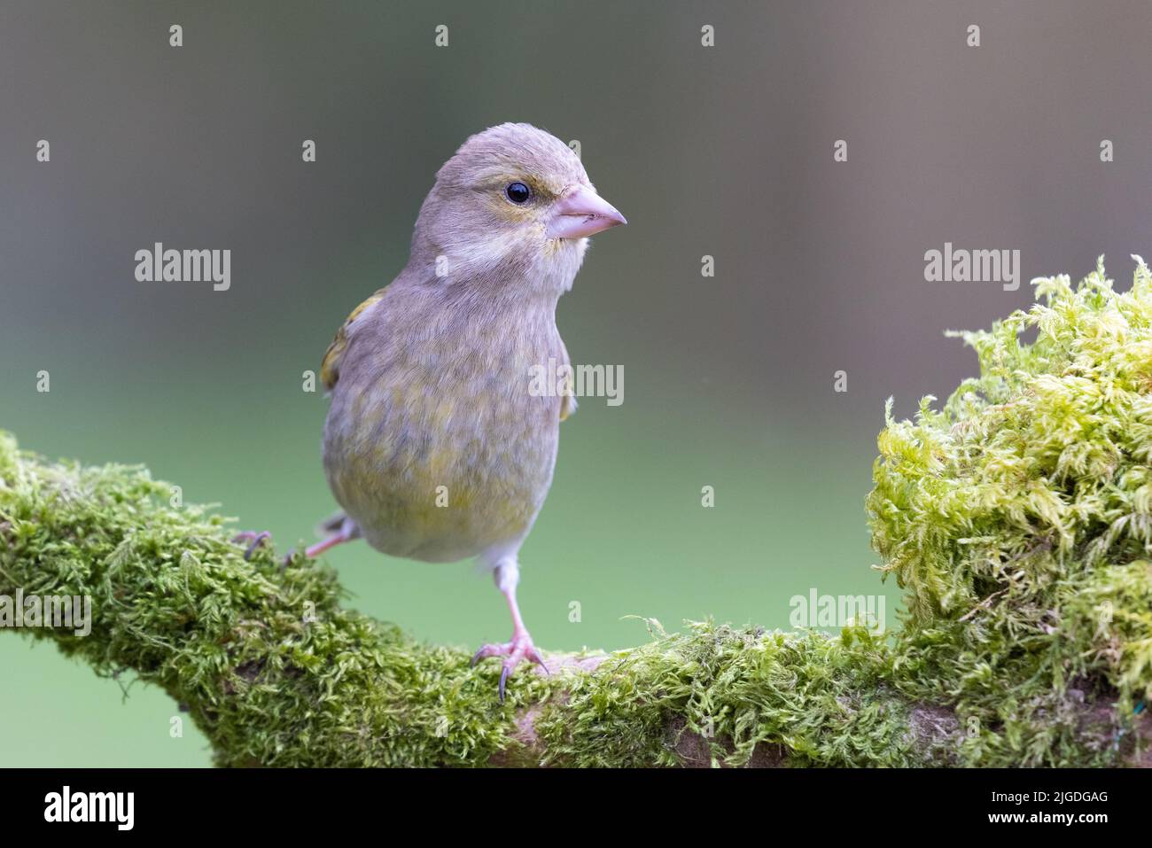 Female Greenfinch [ Chloris chloris ] on mossy branch with  out of focus background Stock Photo