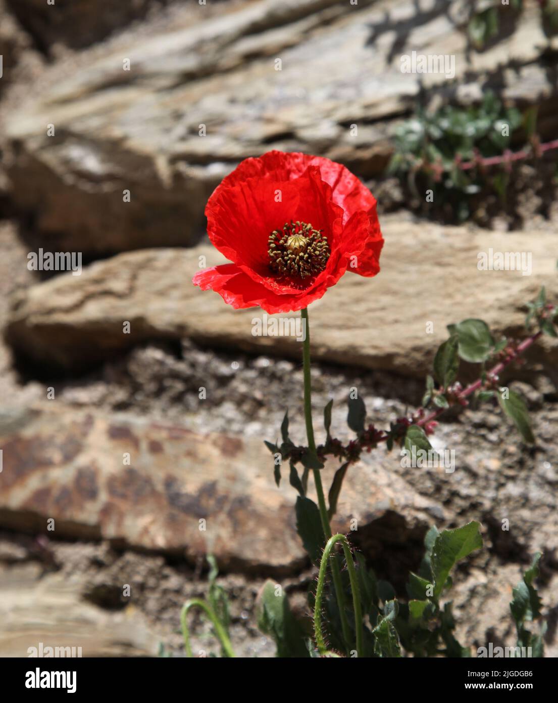 A single red poppy with blurred rocky background Stock Photo