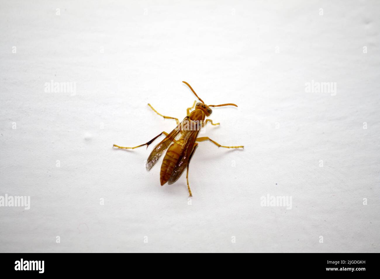 An Indian Yellow Paper Wasp (Polistes olivaceus) on a window pane : (pix SShukla) Stock Photo