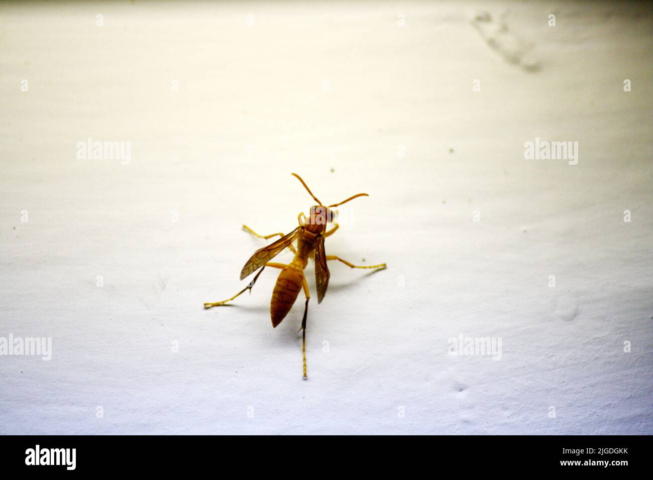 An Indian Yellow Paper Wasp (Polistes olivaceus) on a window pane : (pix SShukla) Stock Photo