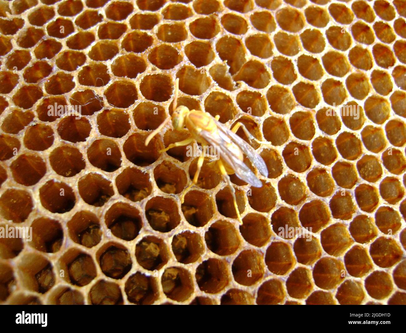 Indian Yellow Paper Wasp (Polistes olivaceus) nests have open combs with hexagonal cells for brood rearing : (pix SShukla) Stock Photo