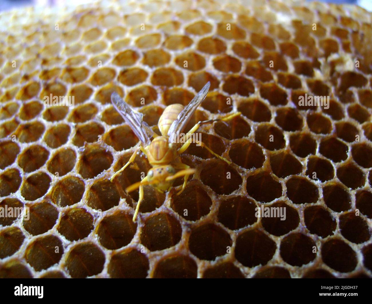 Indian Yellow Paper Wasp (Polistes olivaceus) nests have open combs ...