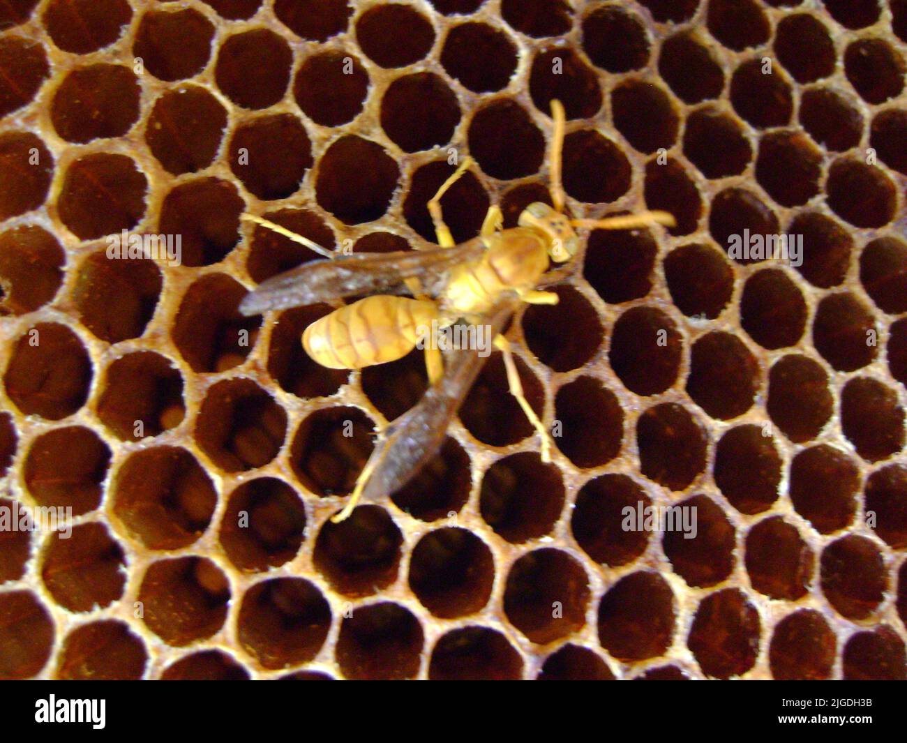 Indian Yellow Paper Wasp (Polistes olivaceus) nests have open combs with hexagonal cells for brood rearing : (pix SShukla) Stock Photo