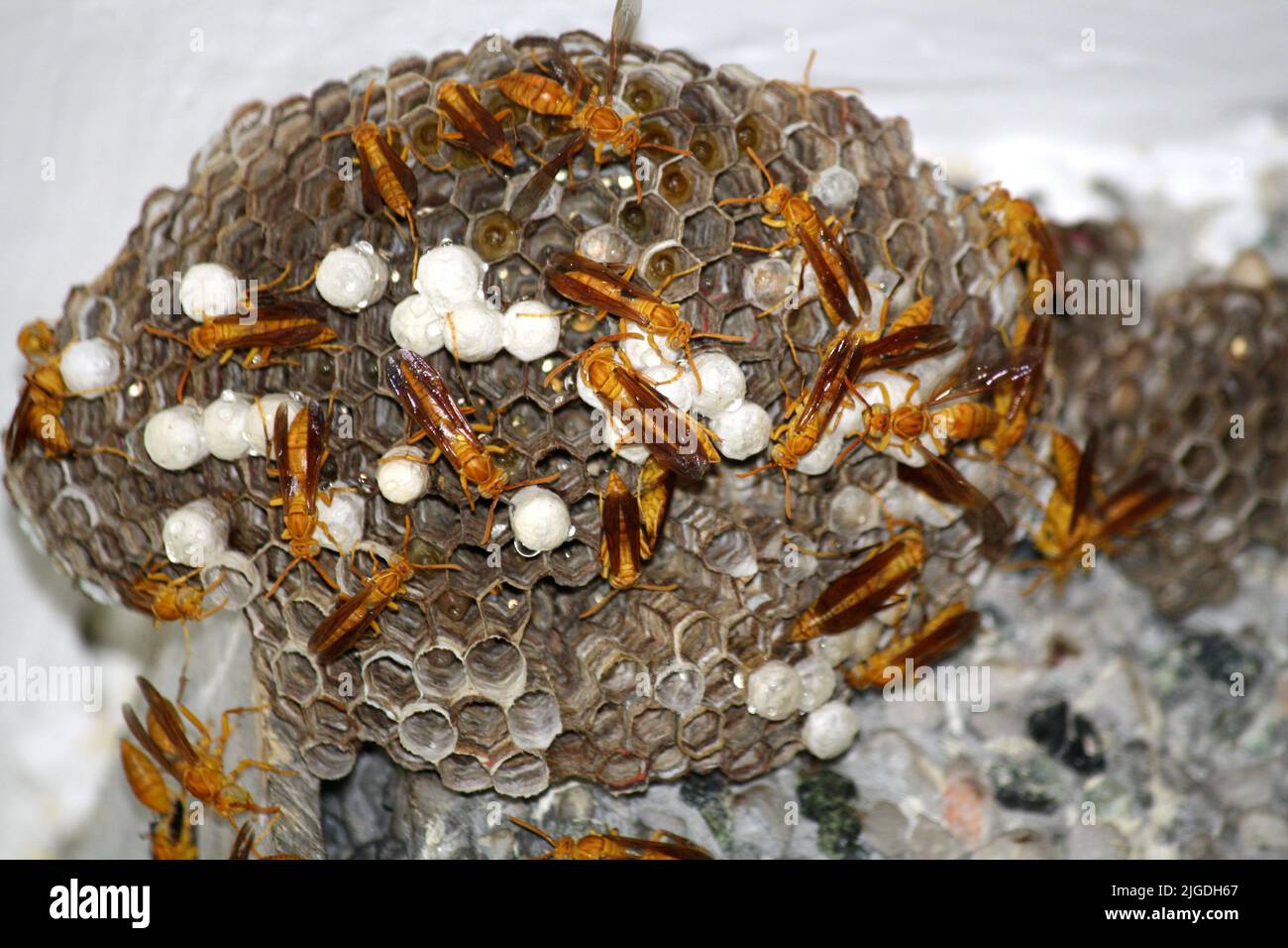 Indian Yellow Paper Wasps (Polistes olivaceus) on their nest which has ...