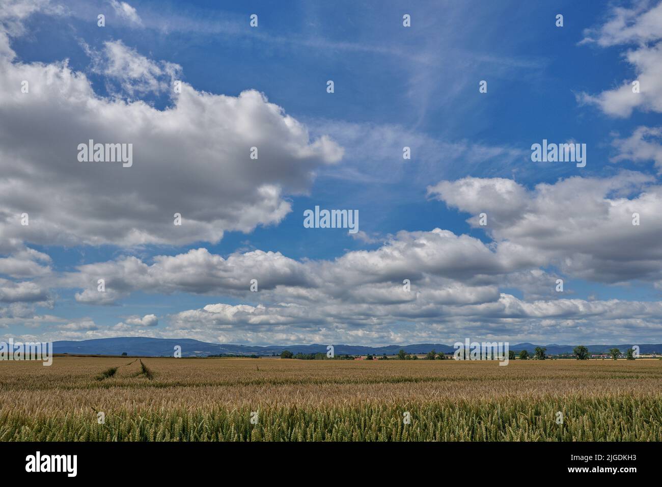 Picturesque clouds in the sunny summer sky above the fields of ripe cereals Lower Silesia Poland Stock Photo